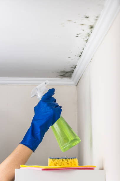 Best Water Damage & Mold Remediation  in Blackfoot, ID